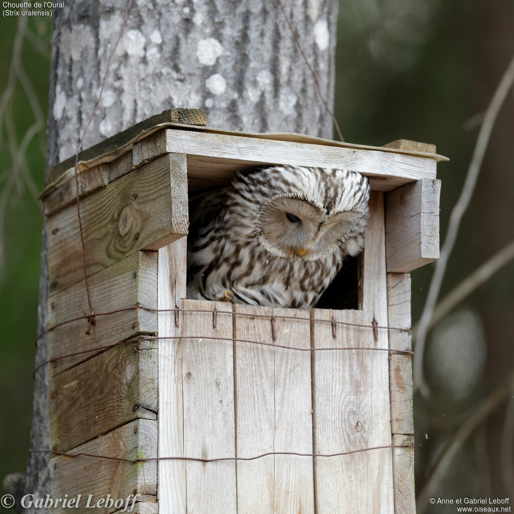 Chouette de l'Oural