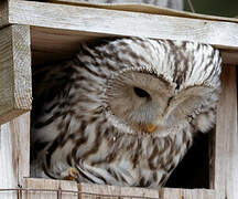 Ural Owl