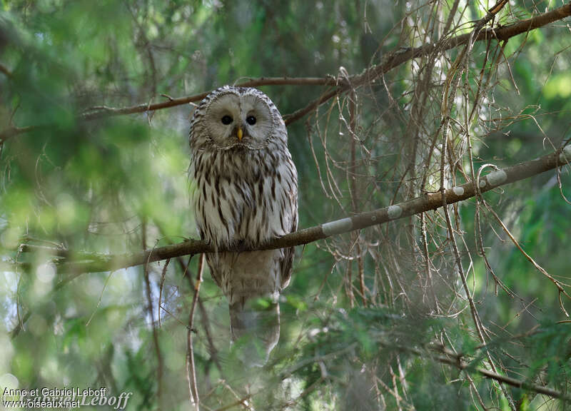 Ural Owl female adult, habitat, pigmentation