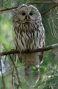 Ural Owl