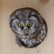 Boreal Owl