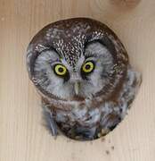 Boreal Owl