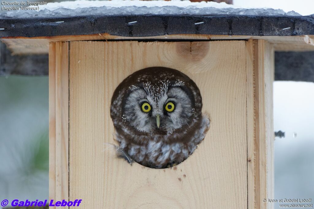 Boreal Owl female