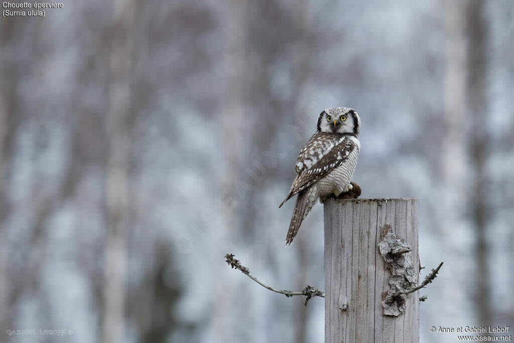 Northern Hawk-Owl