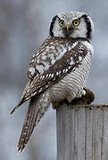 Northern Hawk-Owl