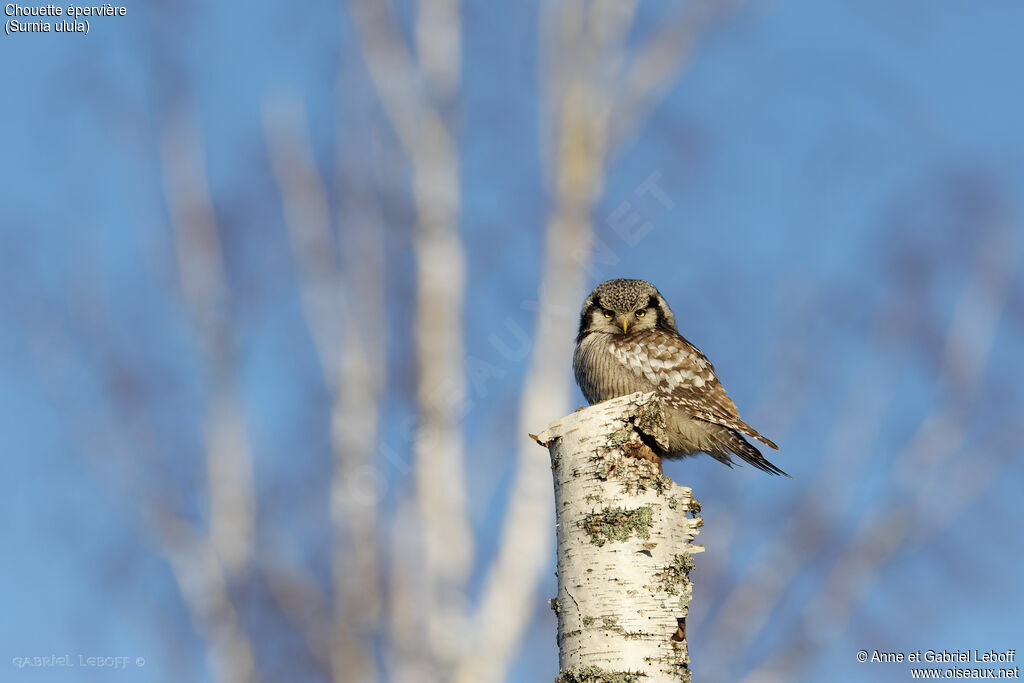 Northern Hawk-Owl