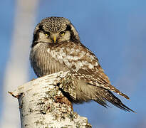 Northern Hawk-Owl