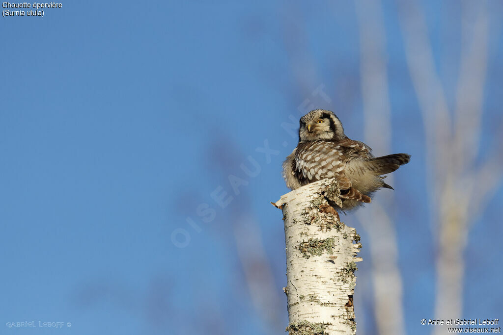 Northern Hawk-Owl