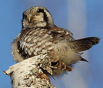 Northern Hawk-Owl