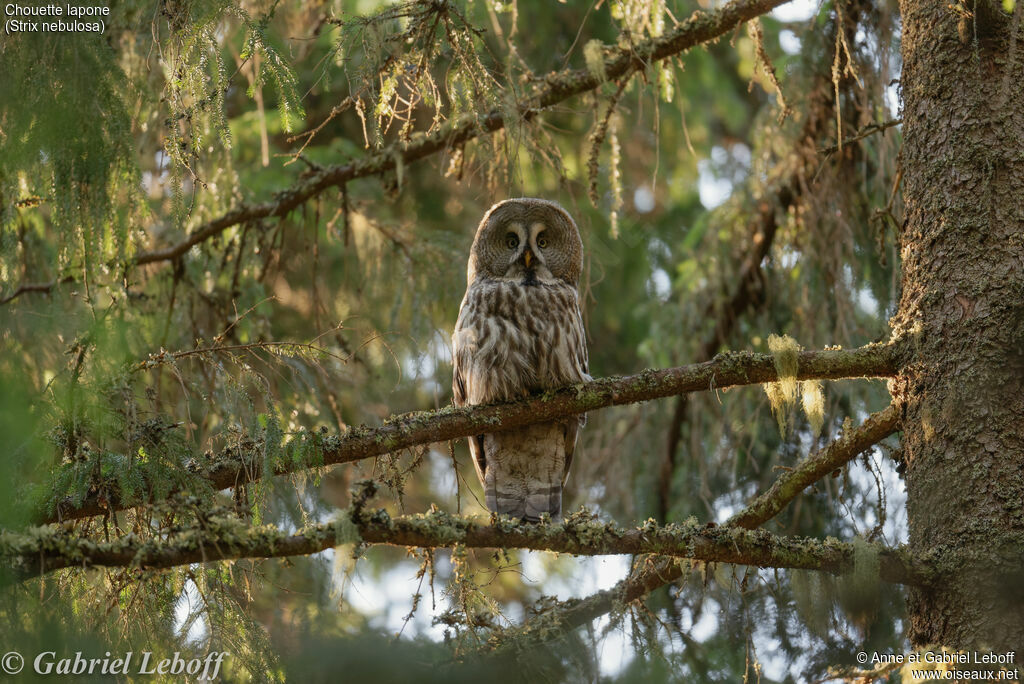 Great Grey Owl