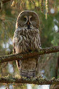 Great Grey Owl