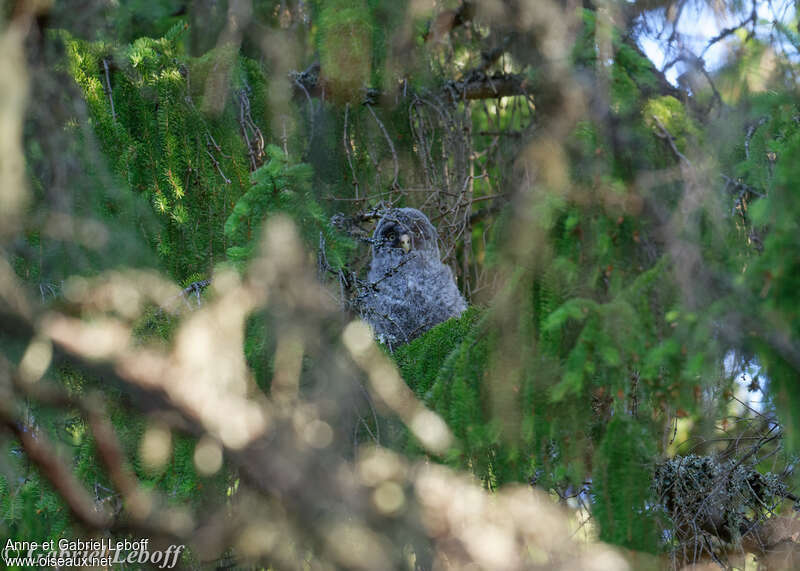 Great Grey OwlPoussin, identification