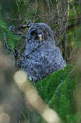 Great Grey Owl