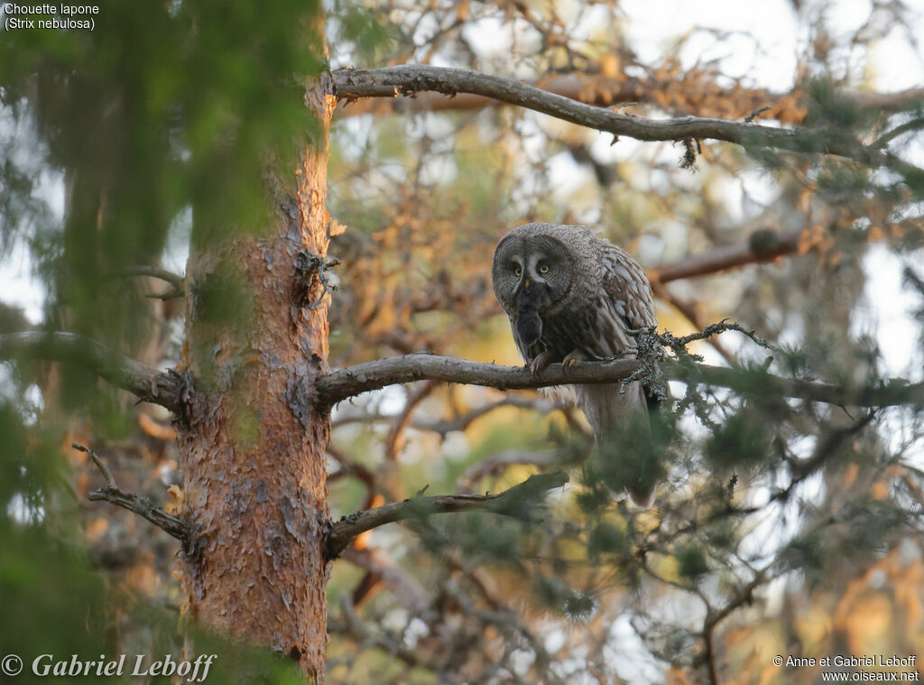 Great Grey Owladult, fishing/hunting