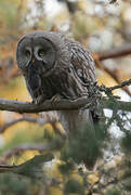 Great Grey Owl