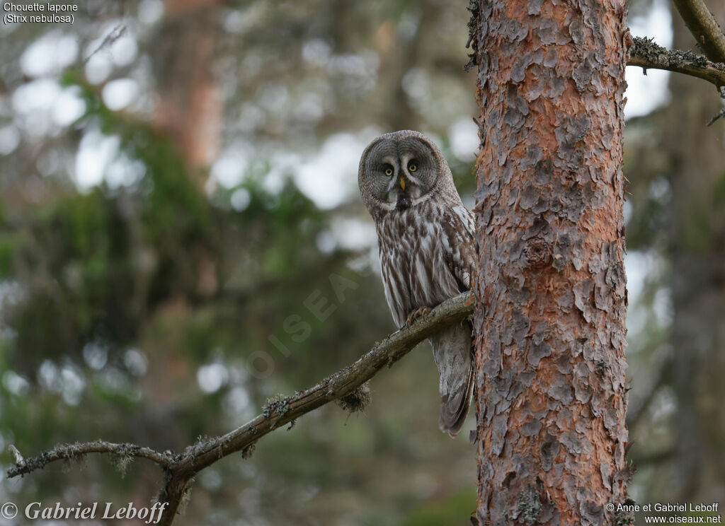 Great Grey Owl