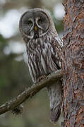 Great Grey Owl