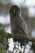 Great Grey Owl