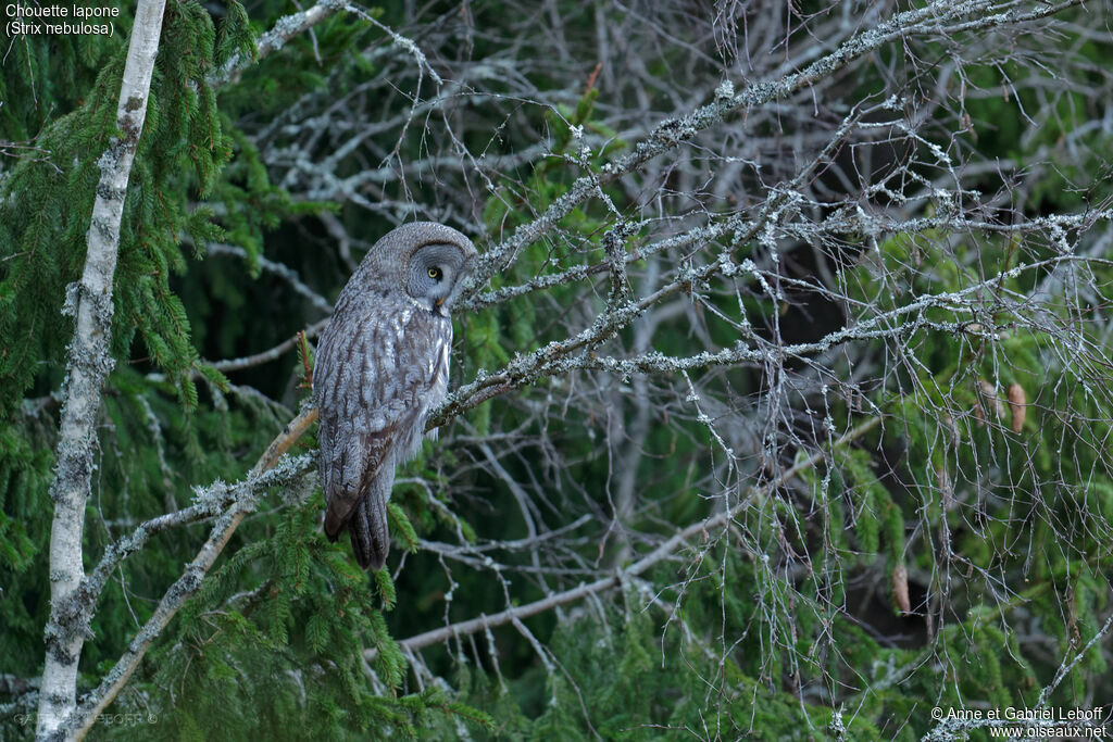 Great Grey Owl