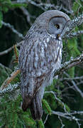 Great Grey Owl