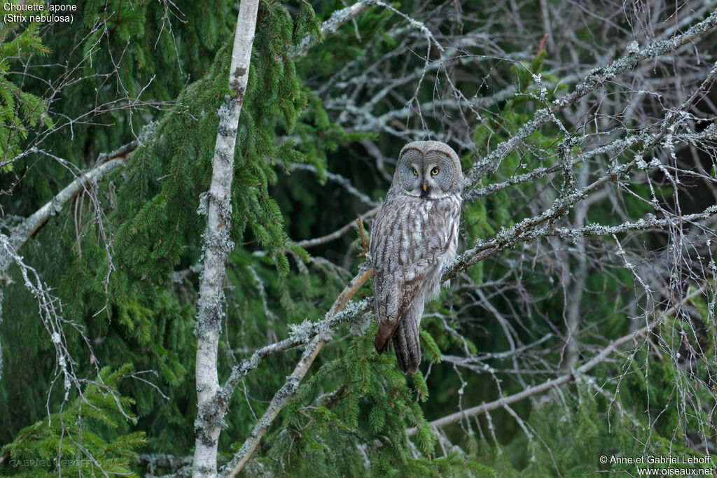 Great Grey Owl