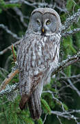 Great Grey Owl