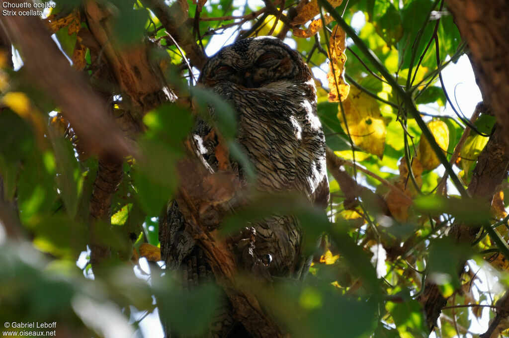 Mottled Wood Owl