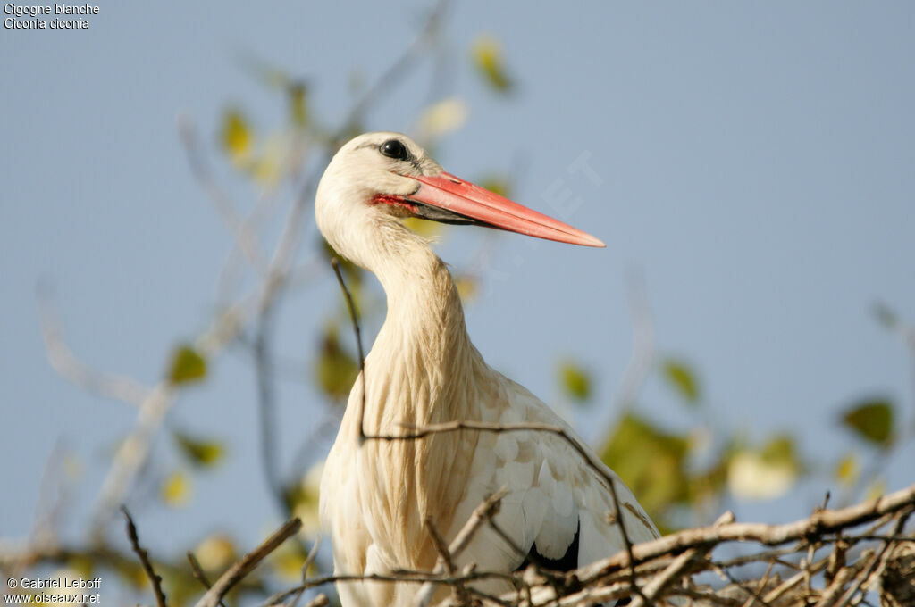 White Stork