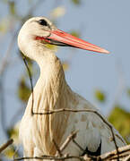 White Stork