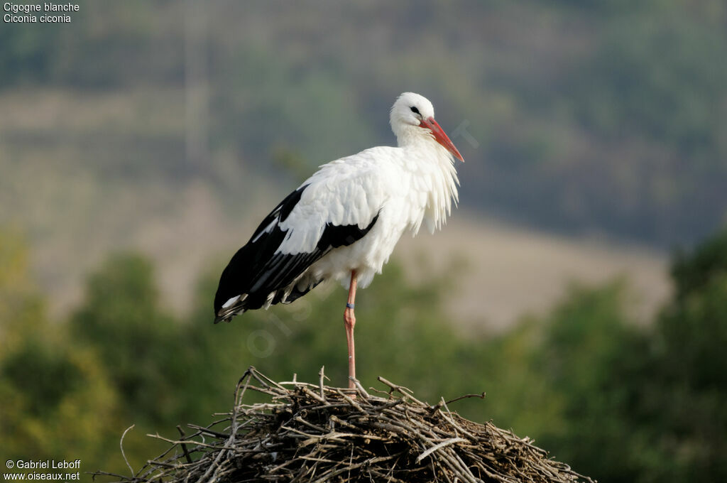 White Stork