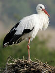 Cigogne blanche