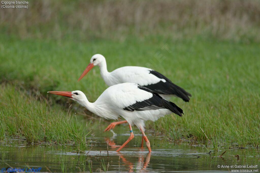 Cigogne blanche, Comportement