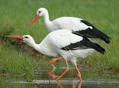 White Stork