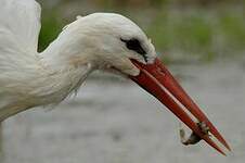 Cigogne blanche