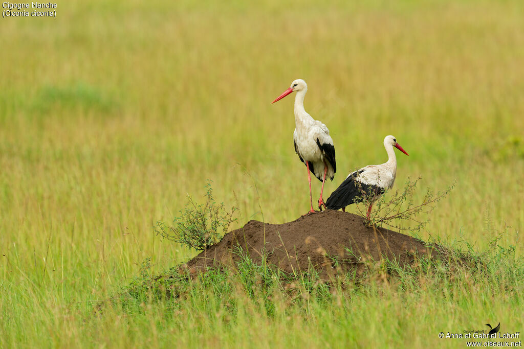 Cigogne blancheadulte