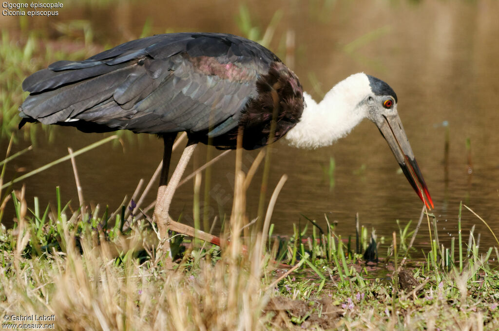 Woolly-necked Stork