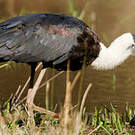 Cigogne épiscopale