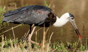 Woolly-necked Stork