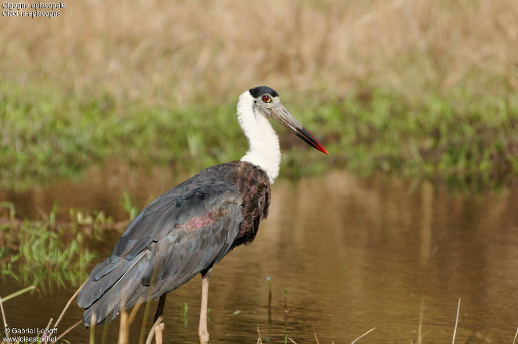 Woolly-necked Stork