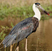 Woolly-necked Stork