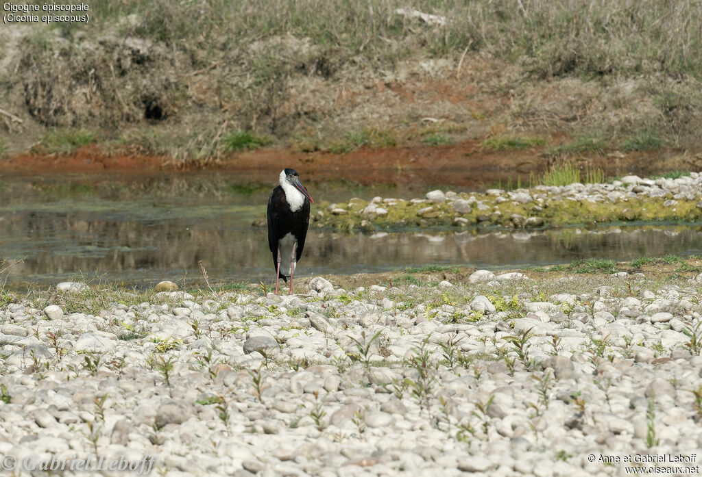 Asian Woolly-necked Stork