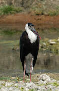 Asian Woolly-necked Stork