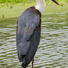 Cigogne épiscopale