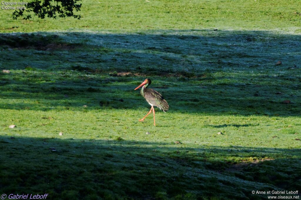 Cigogne noire