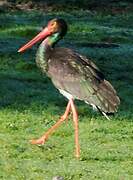 Black Stork