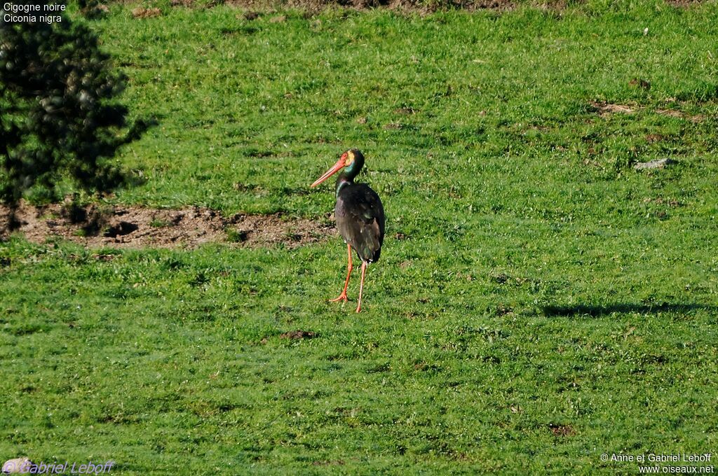 Cigogne noire