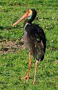 Black Stork