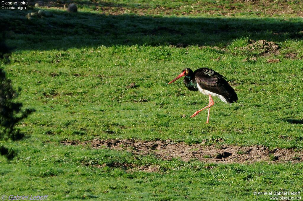 Cigogne noire