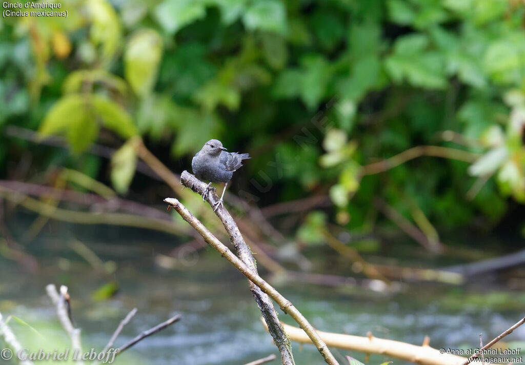 American Dipper