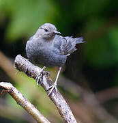 American Dipper